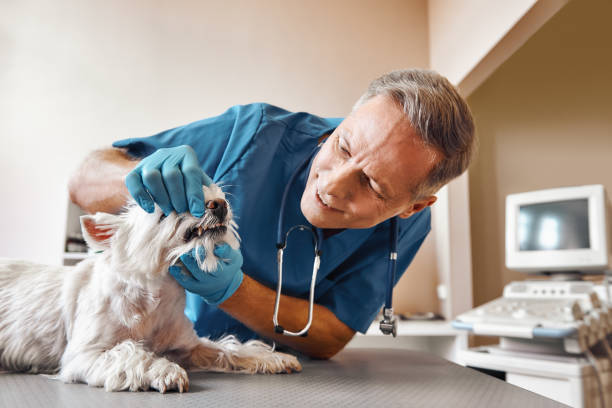 Best Emergency Treatment for Dental Infections or Abscesses in East Dubuque, IL